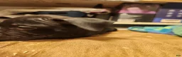 American Pit Bull Terrier dogs for sale: American Pit Bull Terrier 8 - Ad 4