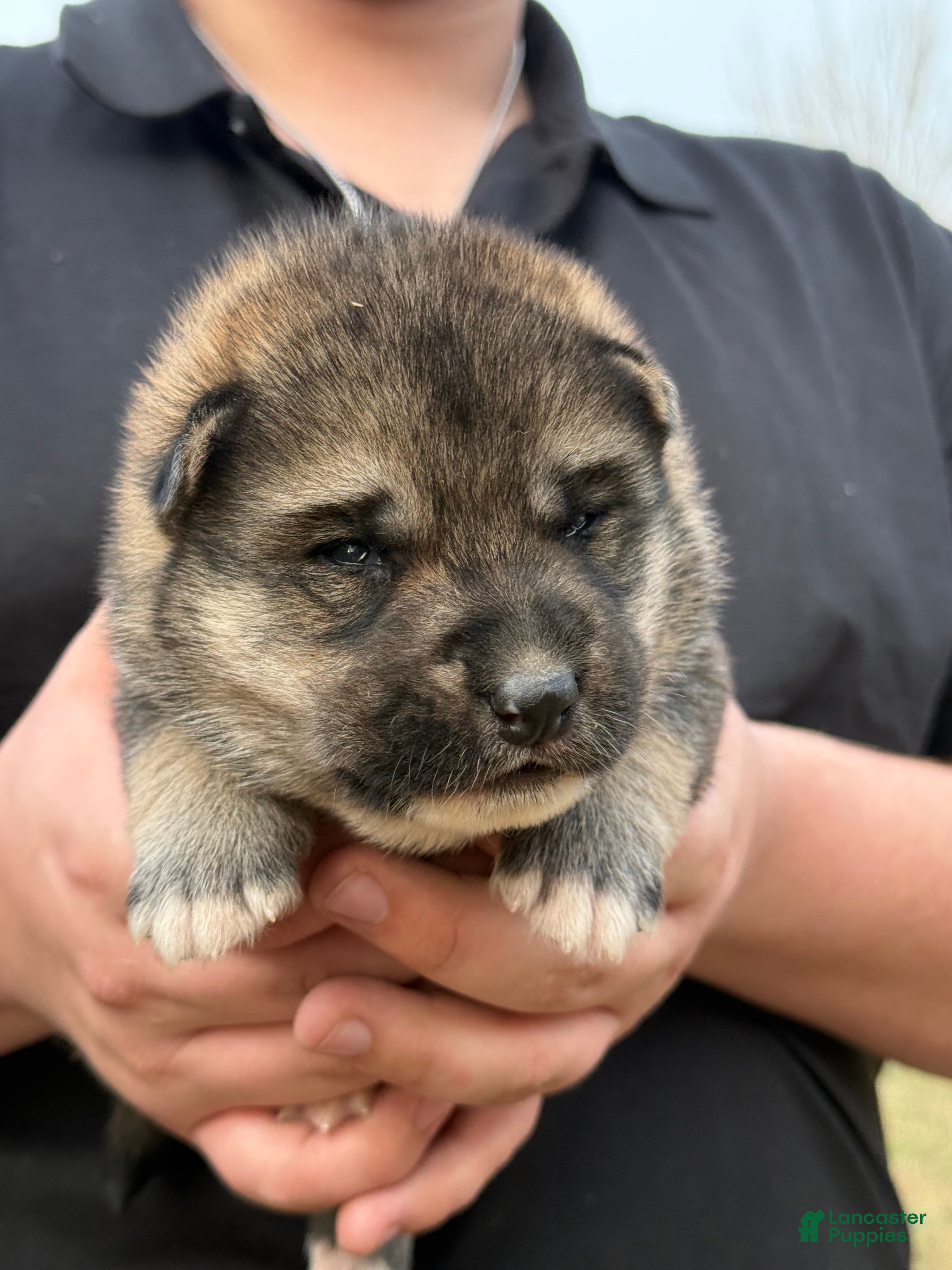 Gerberian Shepsky dogs Yellow - Ad 2