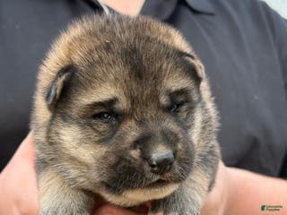 Gerberian Shepsky dogs Yellow - Ad 5