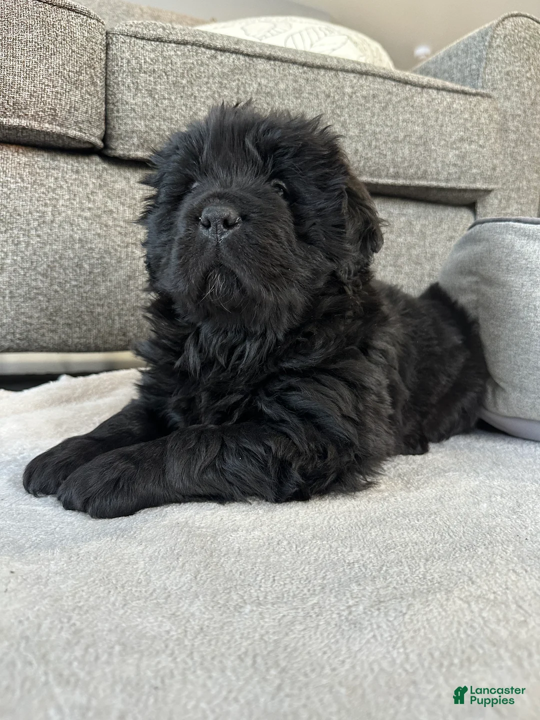 Newfoundland dogs for sale: “ Margo”  - Ad 3