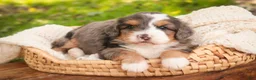 Bernedoodle dogs for sale: Willow Miniature Bernedoodle  - Ad 4