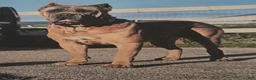 Cane Corso dogs for sale: Cooper - Ad 6