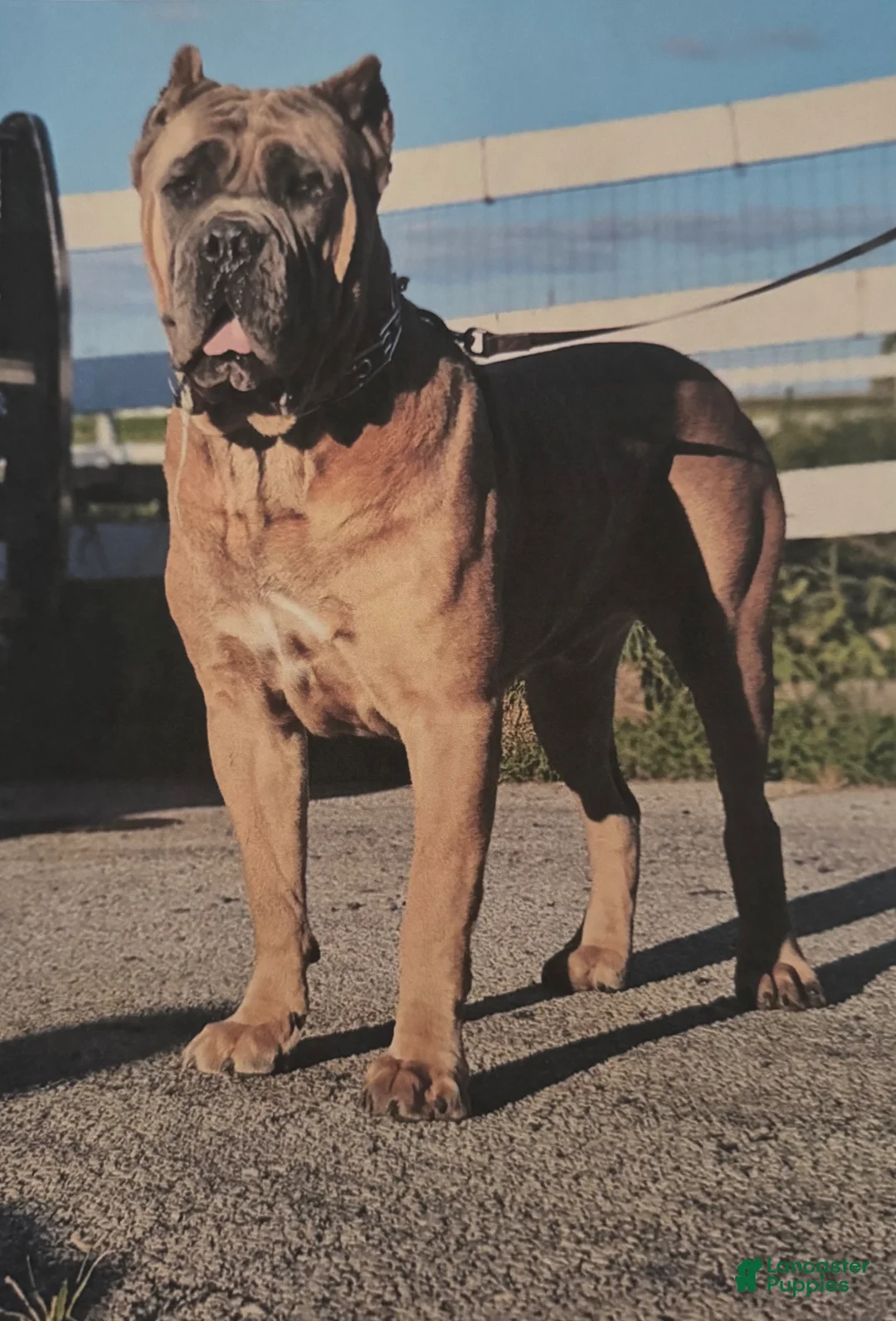 Cane Corso dogs for sale: Cooper - Ad 6