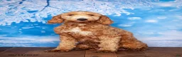 Mini Goldendoodle dogs for sale: Ella - Ad 4