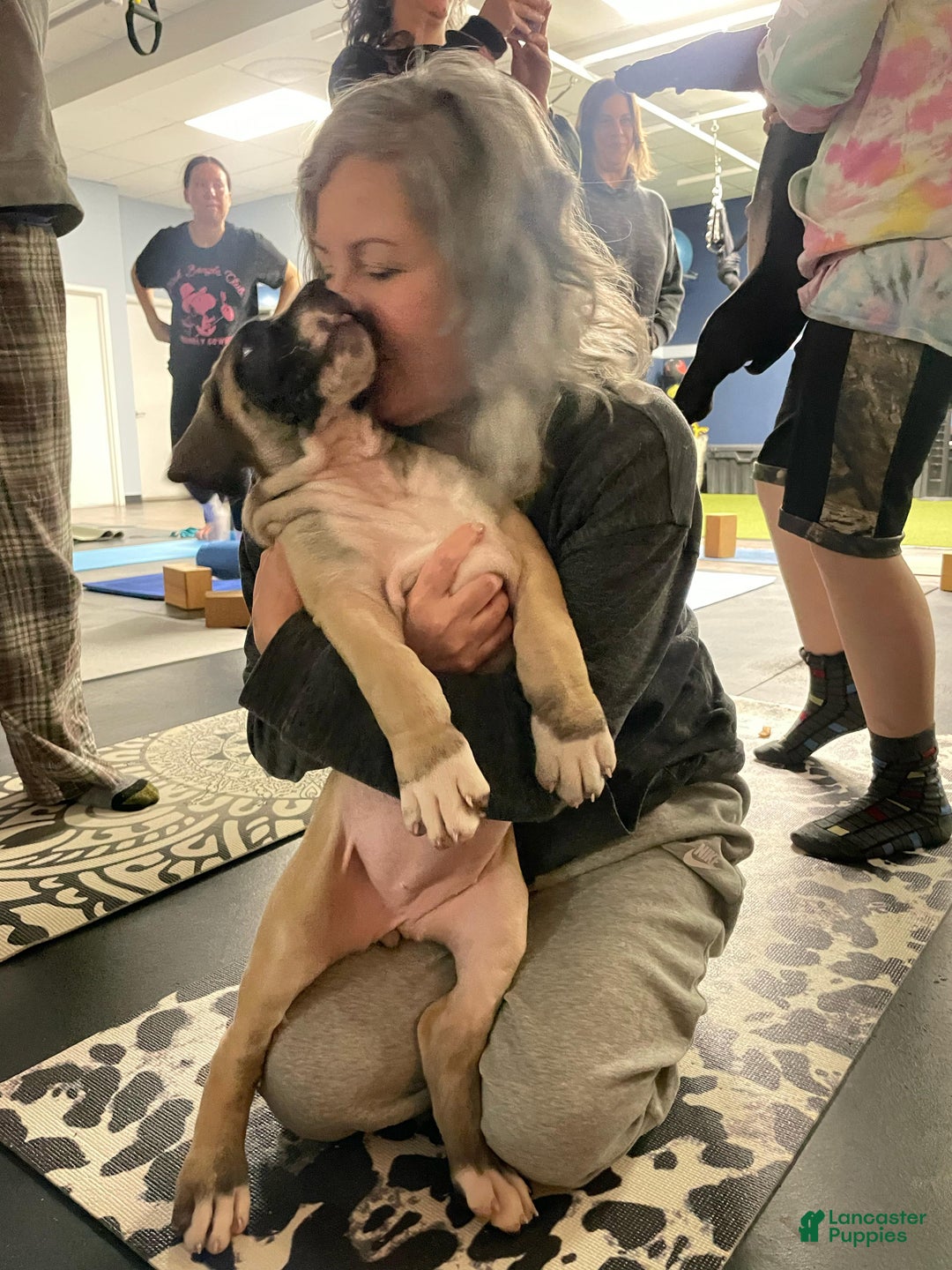 South African Boerboels dogs for sale: South African Boerboels Puppy 2 - Ad 3