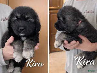 Caucasian Shepherd Dog dogs Caucasian Shepherd Dog Puppy 5 - Ad 2