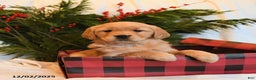 Golden Retriever dogs for sale: Ember - Ad 3