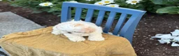 Shih Tzu dogs for sale: Henley - Ad 3