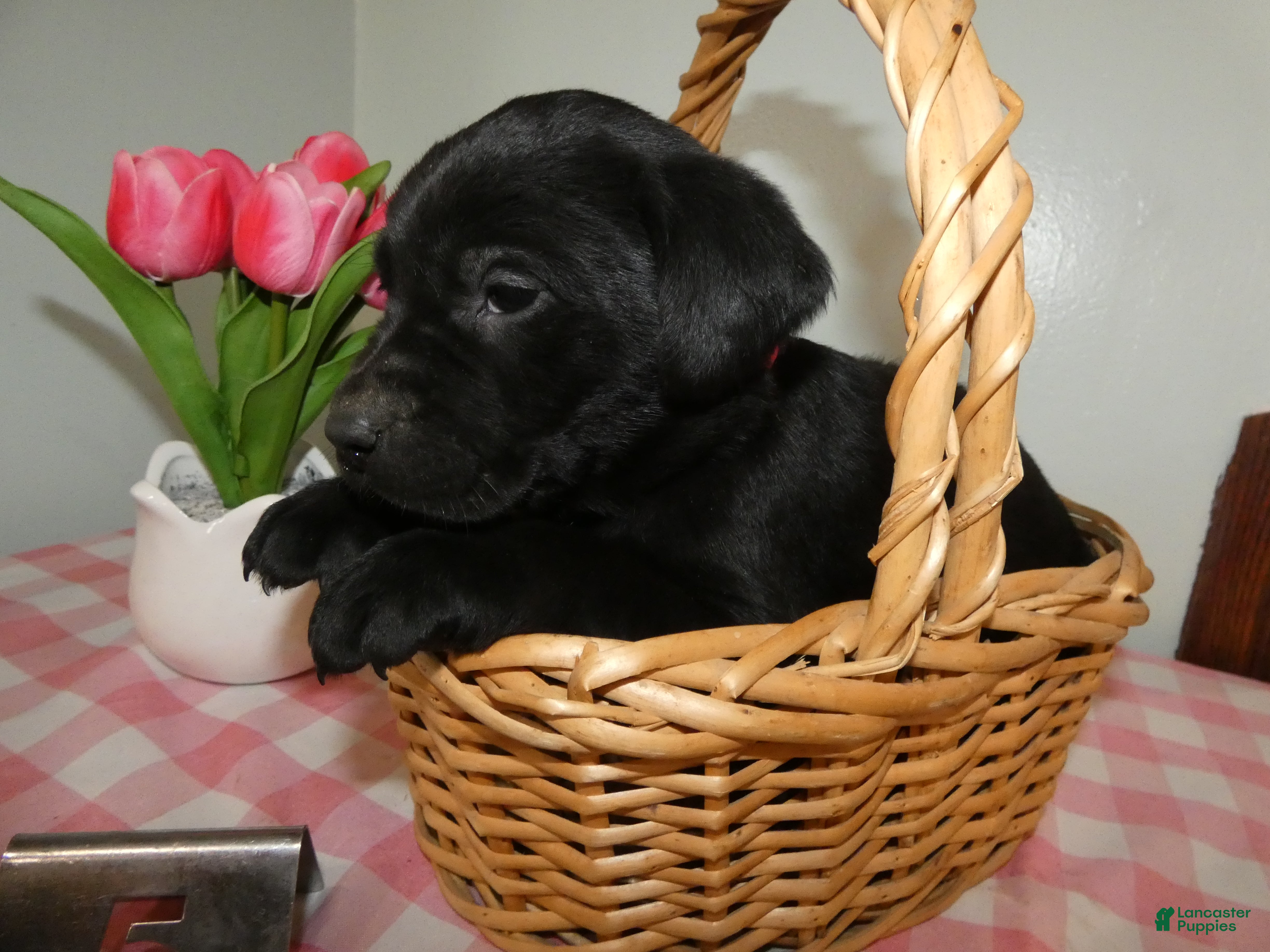 Labrador Retriever dogs Labrador Retriever Puppy 5 Skettles - Ad 2
