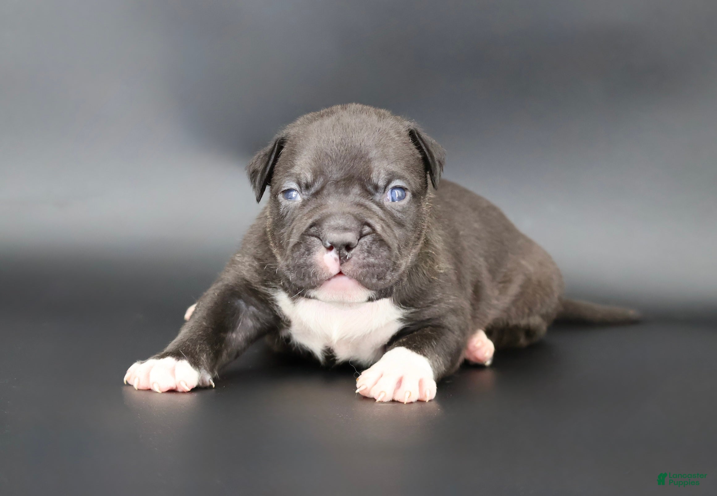 American Bully dogs Sterling - Ad 40