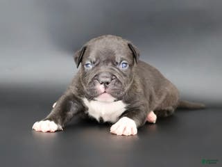 American Bully dogs Sterling - Ad 9
