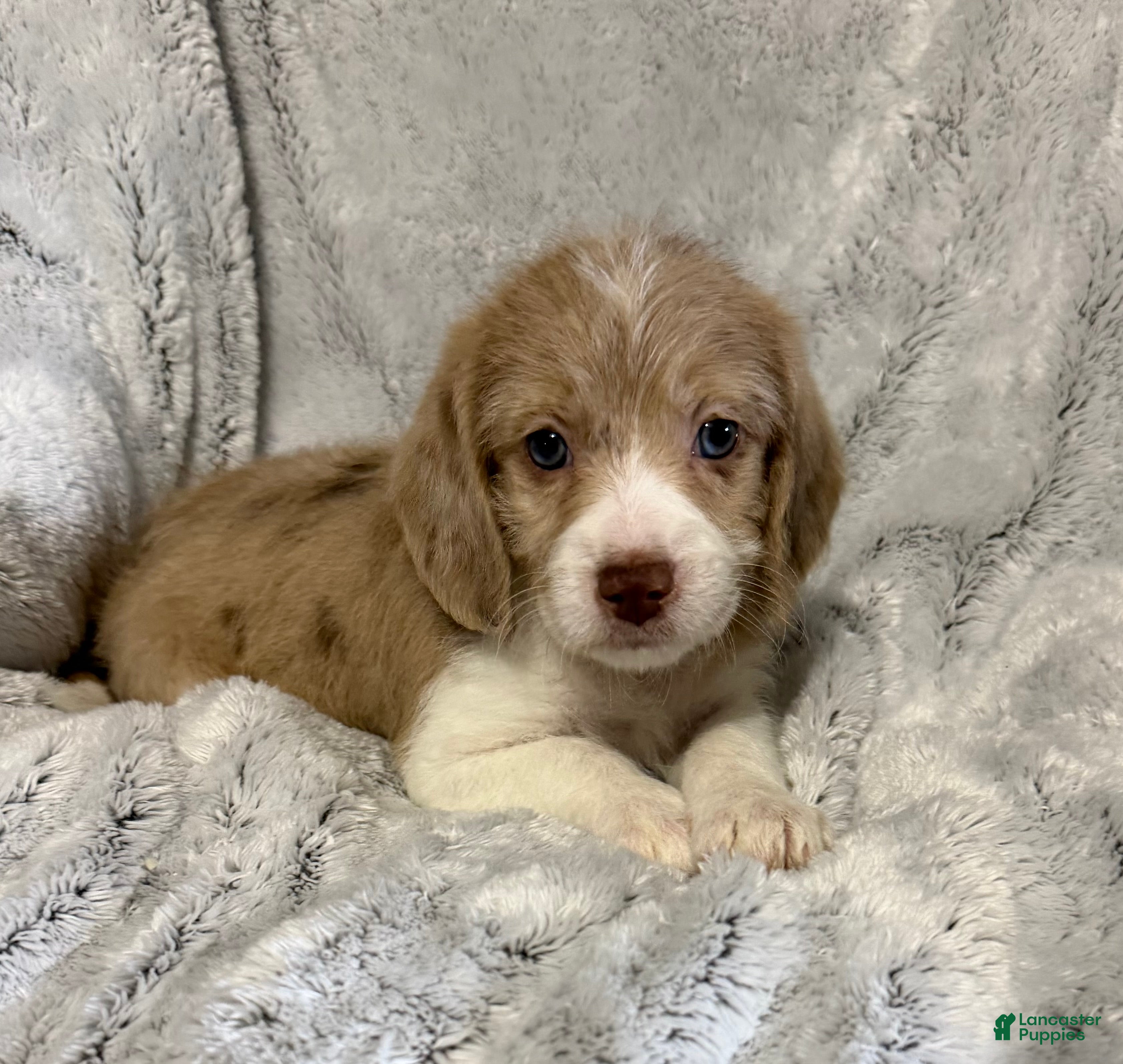 Mixed Breed dogs Casey - Ad 2