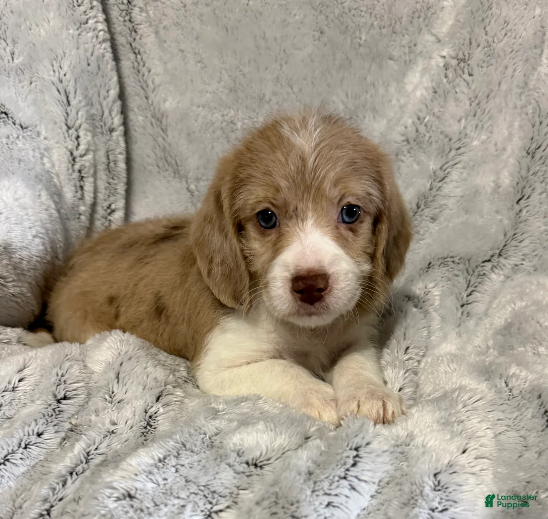 Mixed Breed dogs for sale: Casey - Ad 2