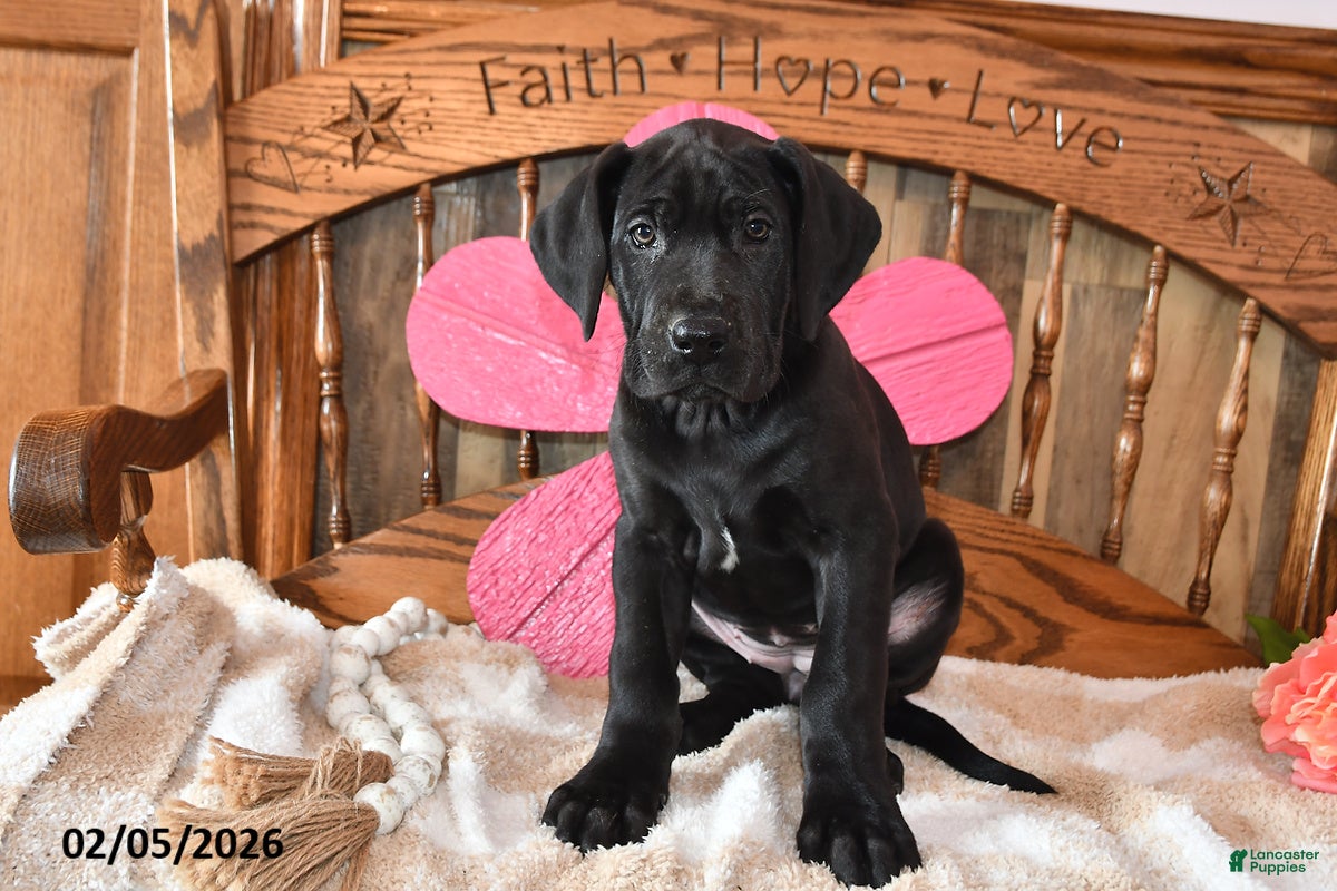 Great Dane dogs Blake - Ad 2