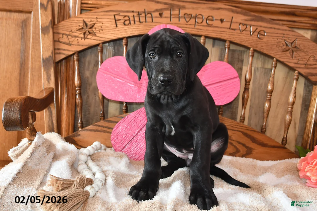 Great Dane dogs for sale: Bake - Ad 2