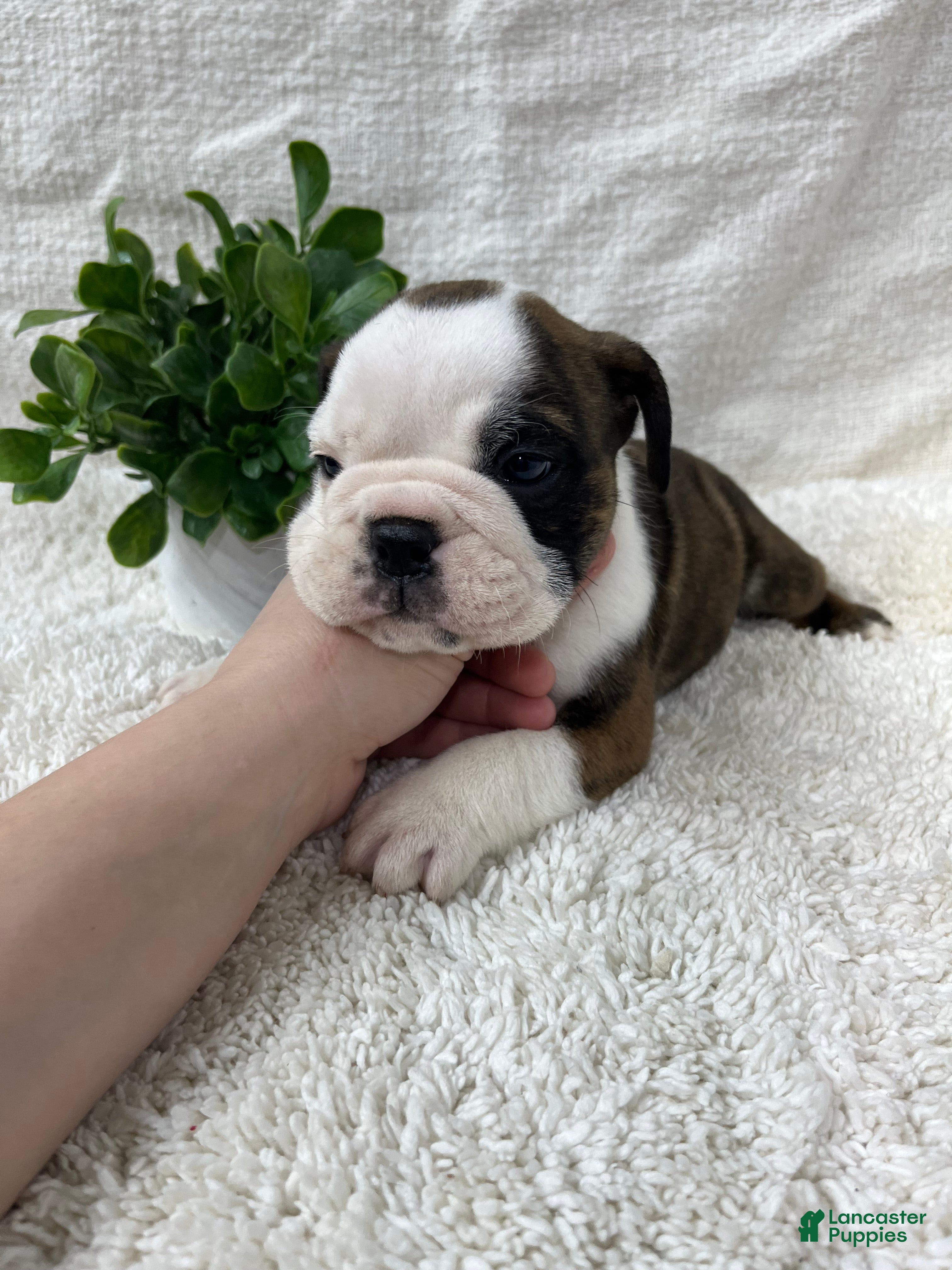 English Bulldog dogs Hank - Ad 14