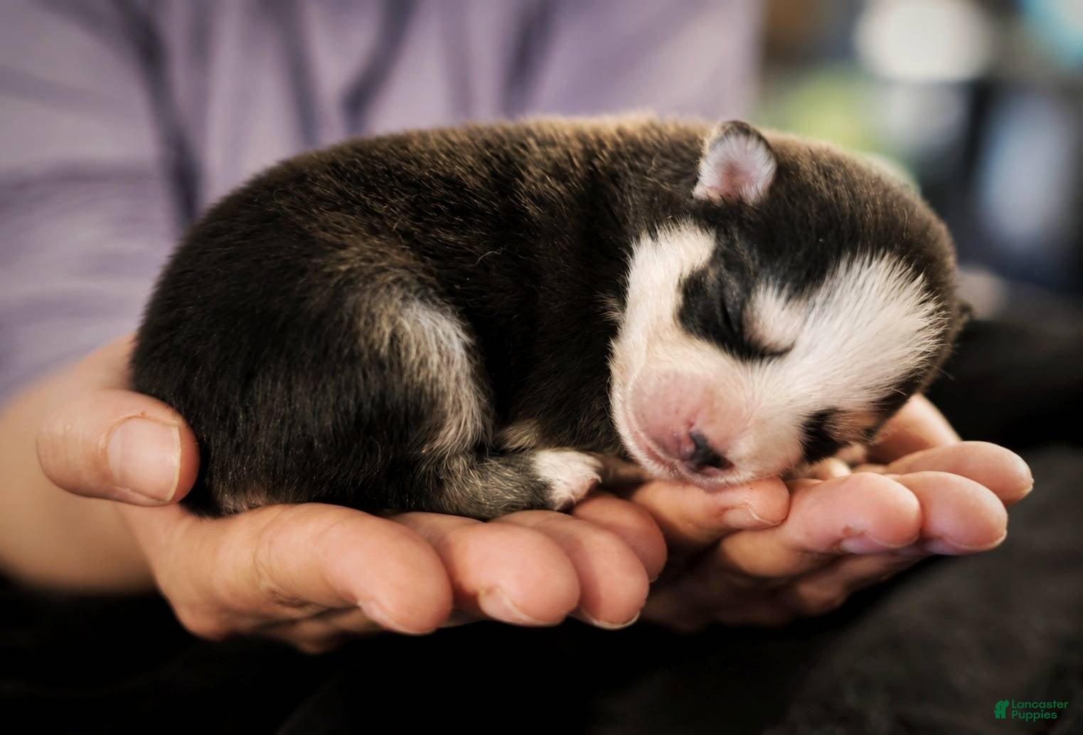 Pomsky dogs Pomsky Puppy Boy - 3 of 5 - Ad 11