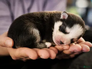 Pomsky dogs Pomsky Puppy Boy - 3 of 5 - Ad 7