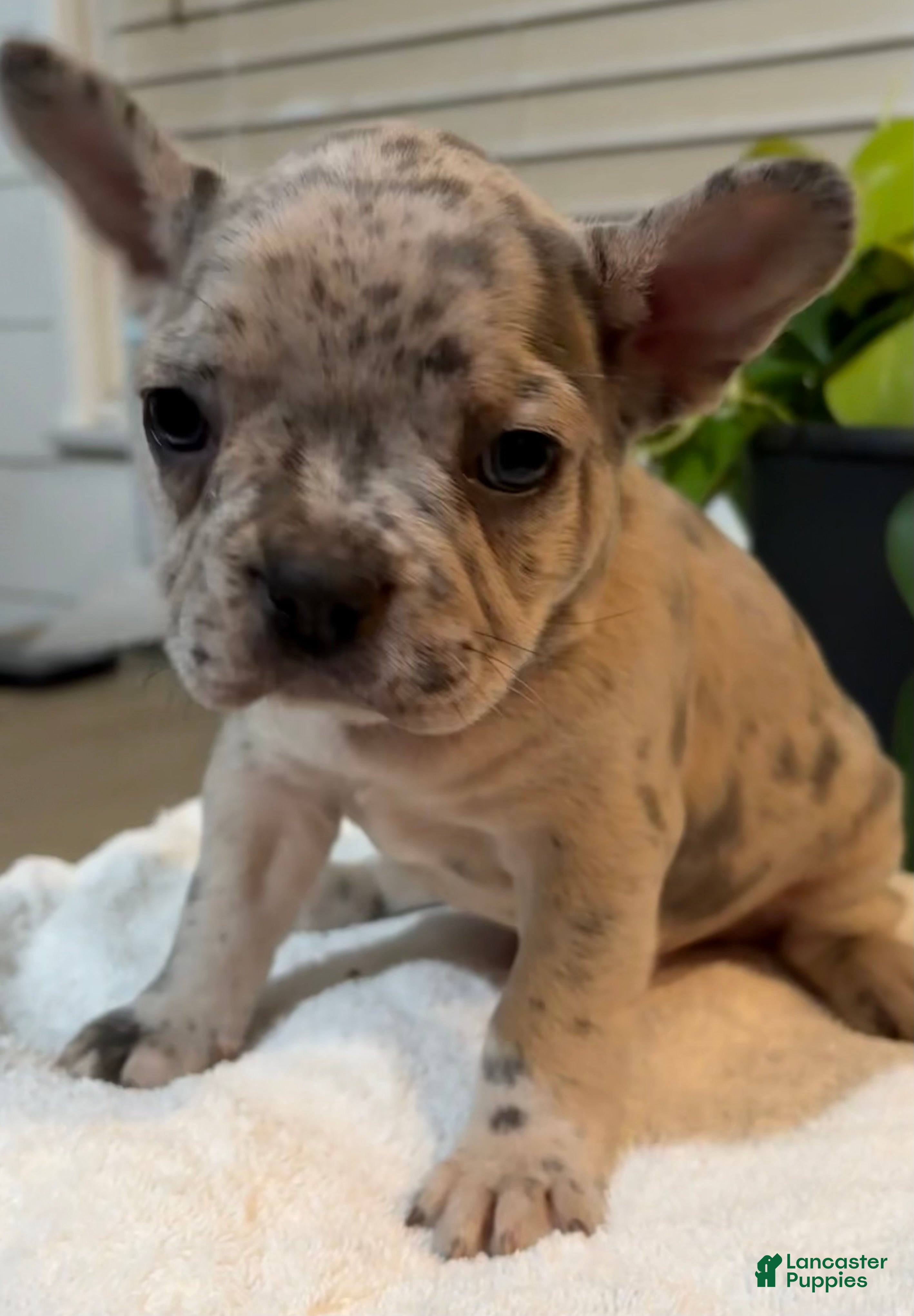 French Bulldog dogs Luna  - Ad 22