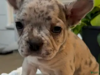 French Bulldog dogs Luna - Ad 22