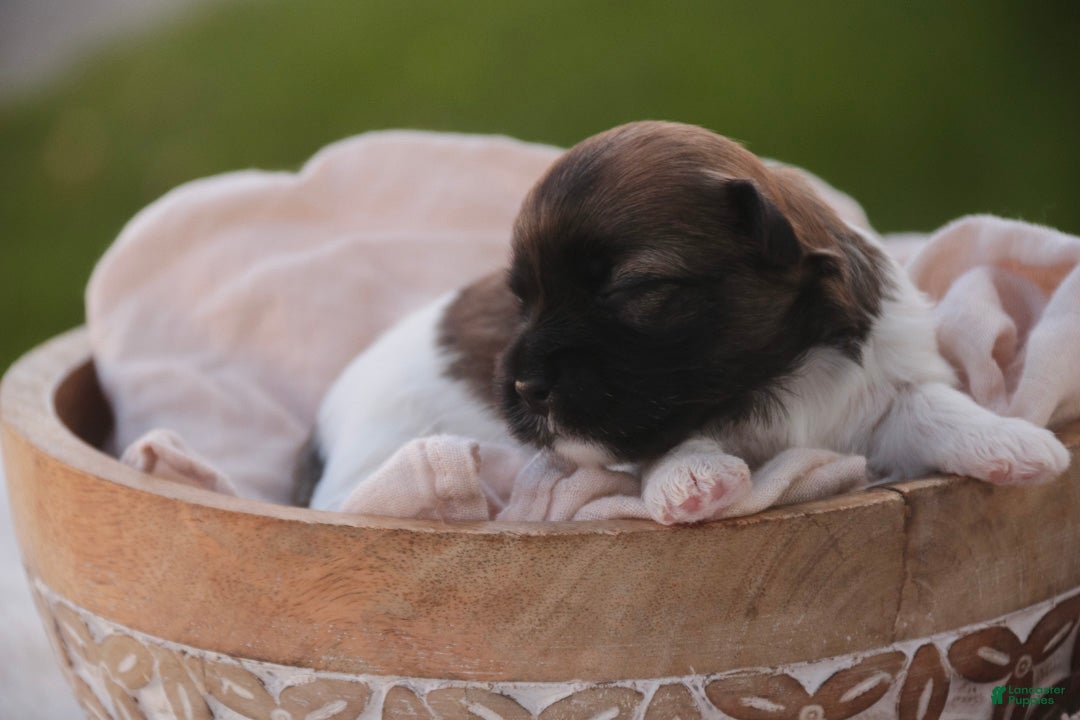 Havanese dogs Cupcake Havanese   - Ad 2