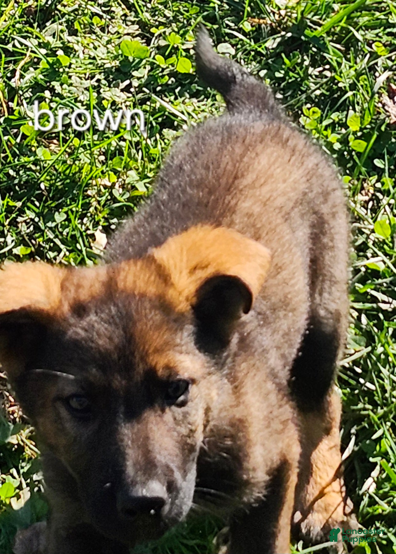 German Shepherd dogs for sale: Brown Boy - Ad 22