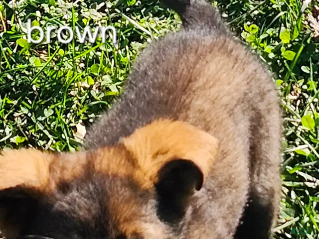 German Shepherd dogs for sale: Brown Boy - Ad 22