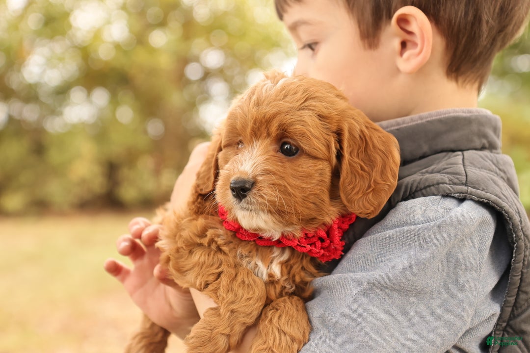 Mini Goldendoodle dogs for sale: Orion - Ad 3