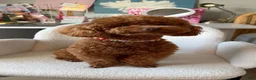 Toy Poodle dogs for sale: Toy Poodle 4 - Ad 2
