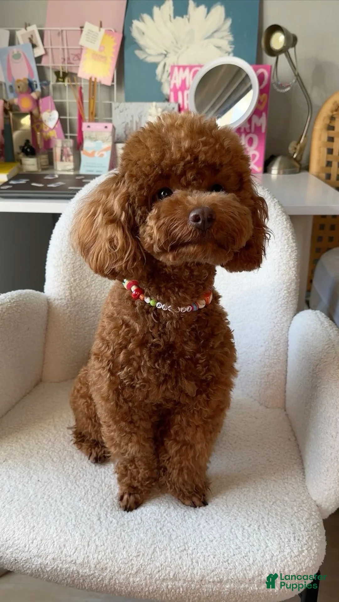 Toy Poodle dogs for sale: Toy Poodle 4 - Ad 2