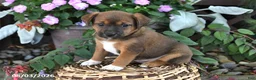 Mixed Breed dogs for sale: Chloe - Ad 3
