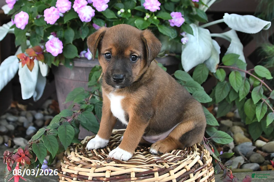 Mixed Breed dogs for sale: Chloe - Ad 3