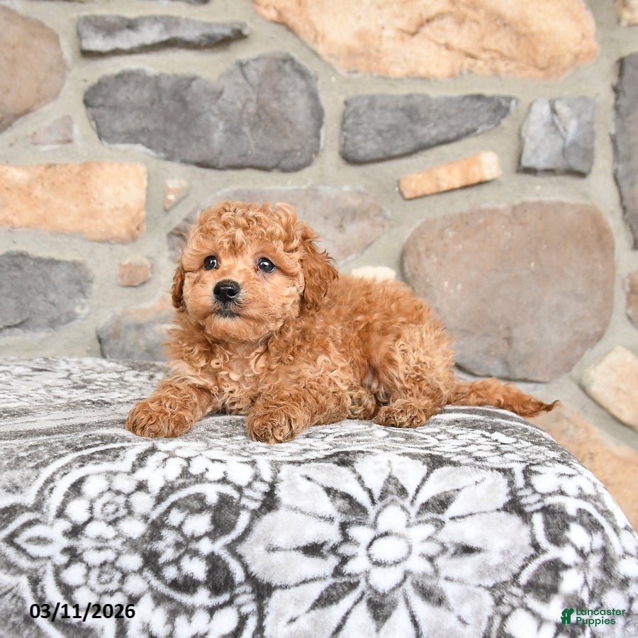 Miniature Poodle dogs Bingo - Ad 2