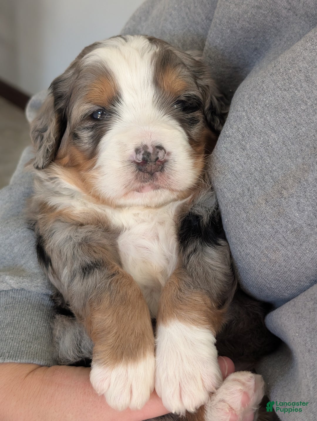 Mini Bernedoodle dogs for sale: Mini Baker  - Ad 5