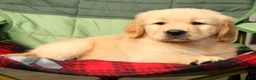 Golden Retriever dogs for sale: Denali - Ad 6