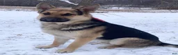 German Shepherd dogs for sale: Bear - Ad 27