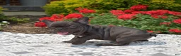 French Bulldog dogs for sale: Feta - Ad 11