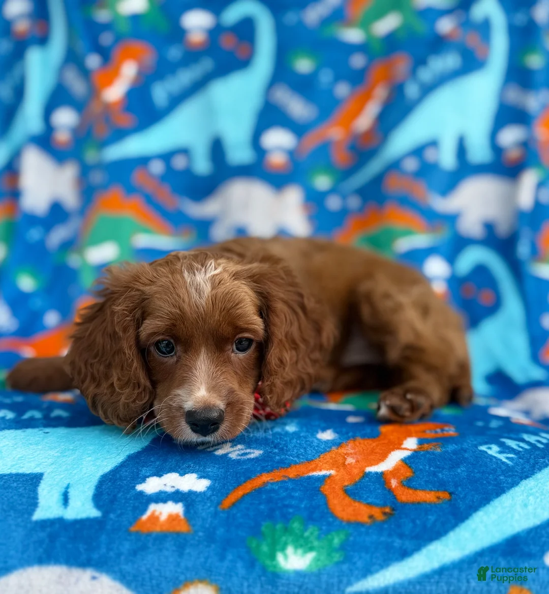 Cavapoo dogs for sale: Pongo - Ad 9