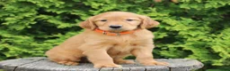 Mixed Breed dogs for sale: Wilson  - Ad 3