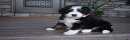 Mini Bernedoodle dogs for sale: Chester - Ad 9