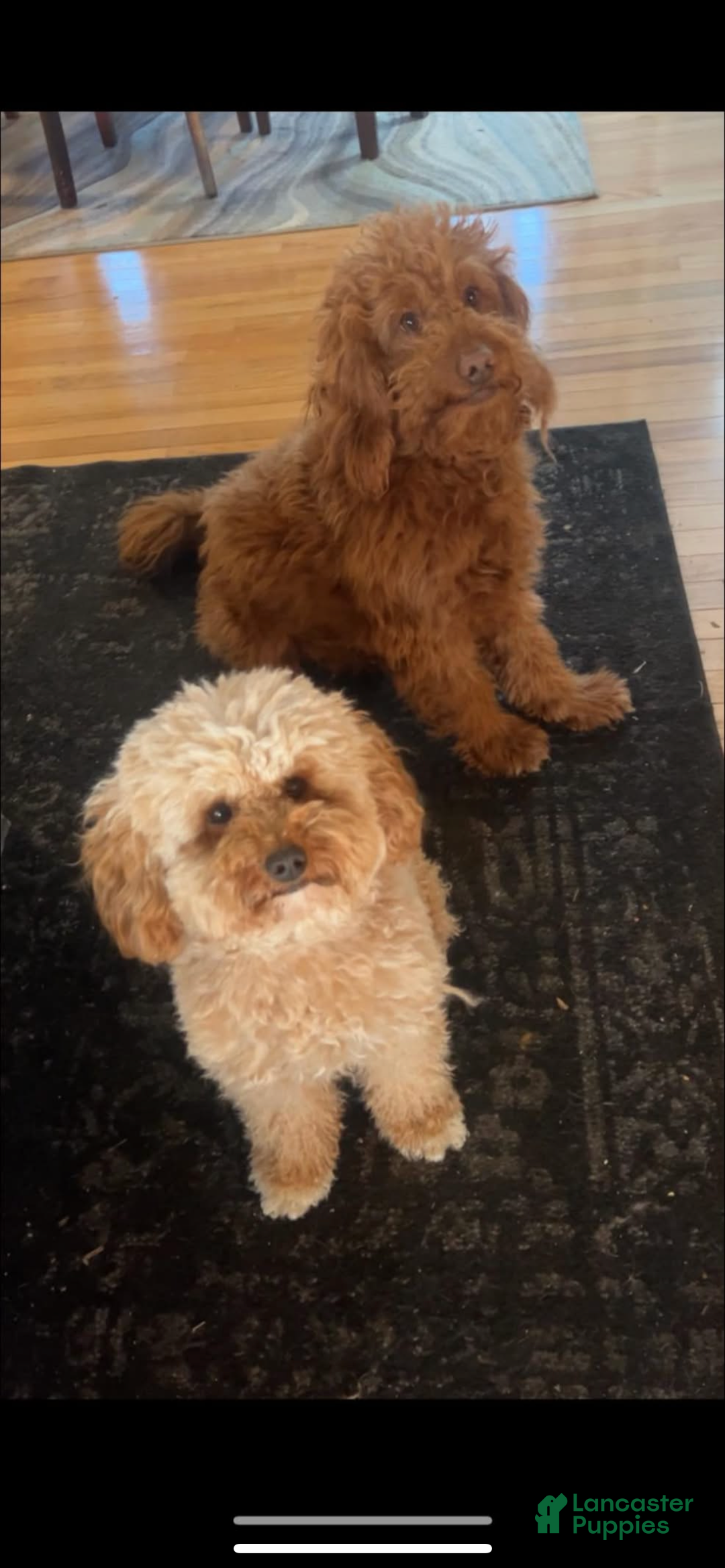 Mini Goldendoodle dogs for sale: Goose - Ad 10