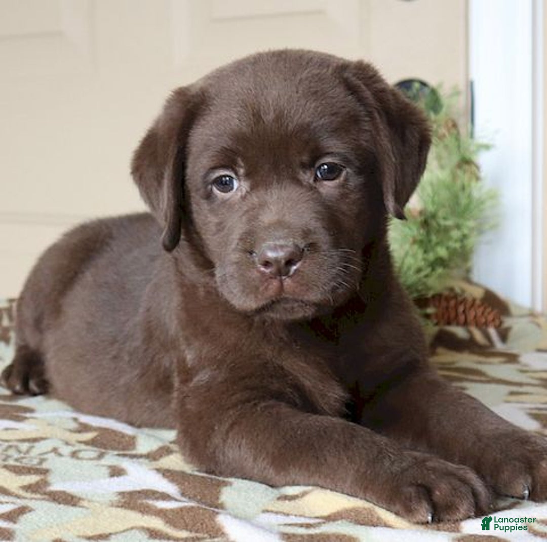 Labrador Retriever dogs for sale: Houston -  Champ lines - Ad 1