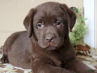 Labrador Retriever dogs Houston - Champ lines - Ad 7