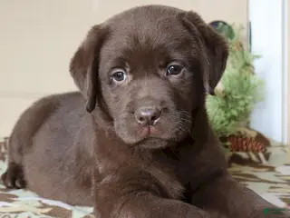 Labrador Retriever dogs Houston - Champ lines - Ad 29