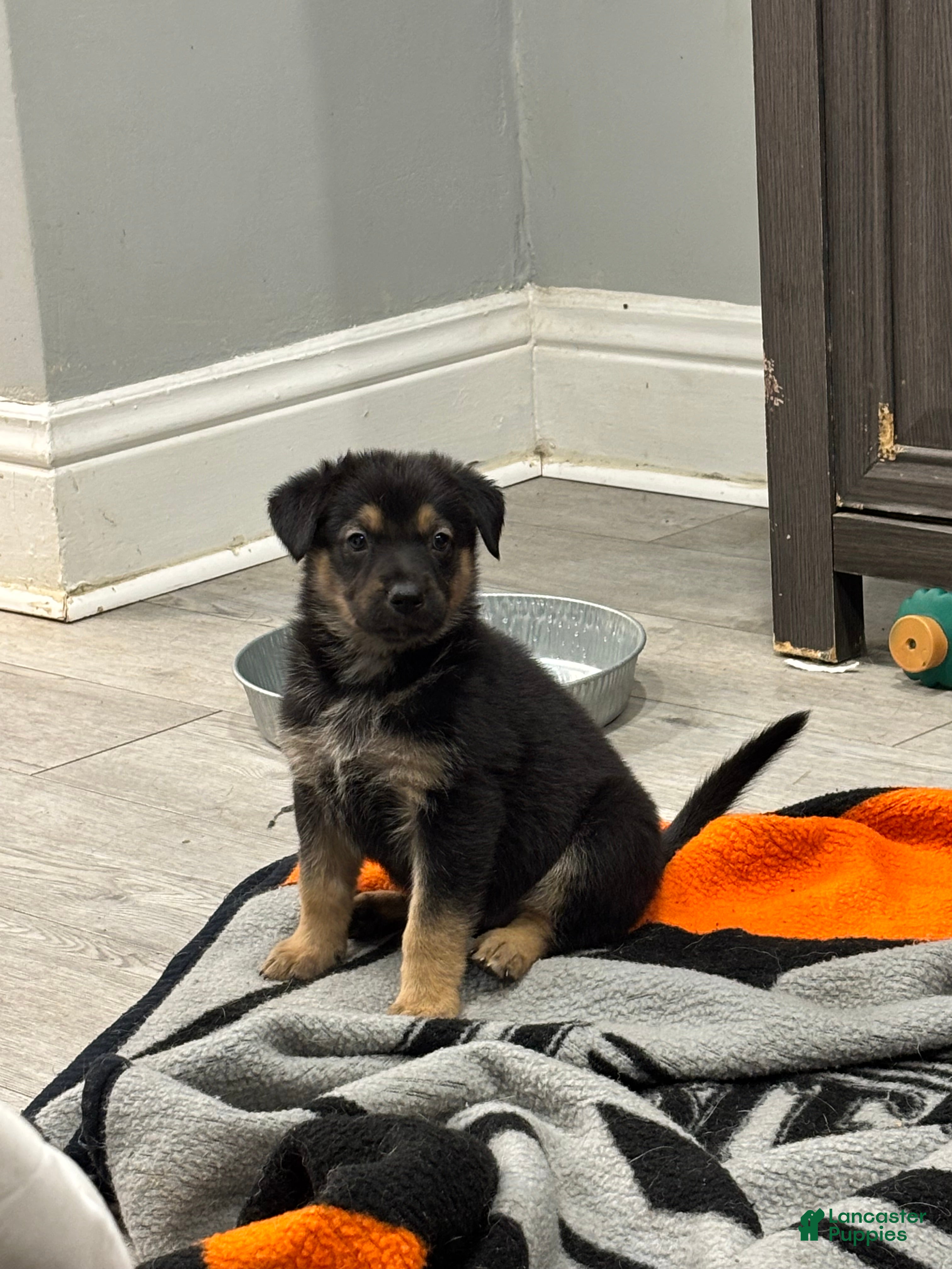 Mixed Breed dogs for sale: Mixed Breed Puppy 6 - Ad 2