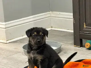 Mixed Breed dogs for sale: Mixed Breed Puppy 6 - Ad 2