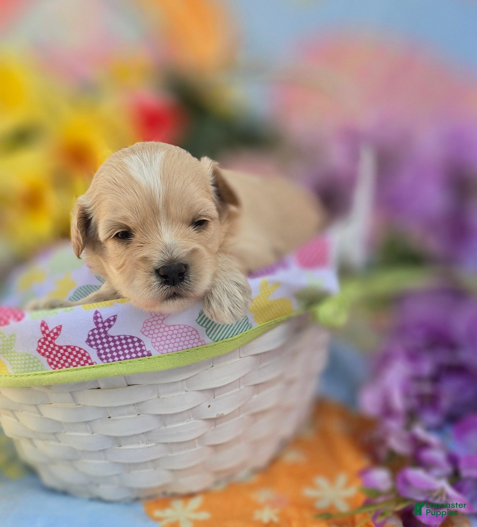 Maltipoo dogs Gypsy  - Ad 10