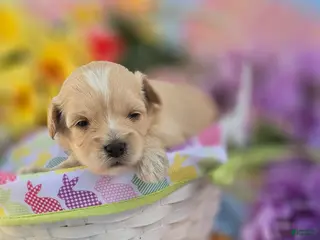 Maltipoo dogs Gypsy - Ad 11