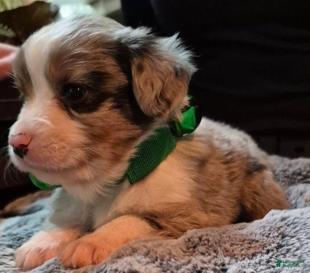 Toy Australian Shepherd dogs for sale: Toy Australian Shepherd Puppy 4 - Ad 4