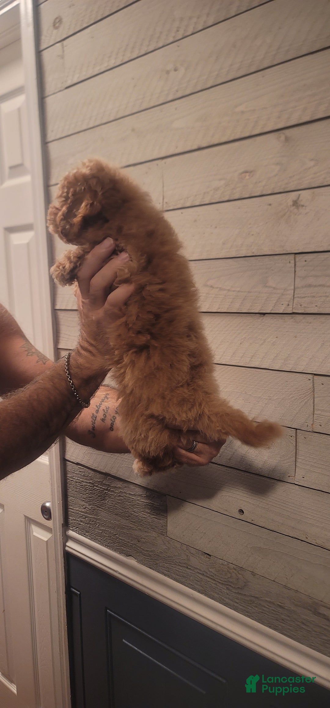 Maltipoo dogs for sale: Marshall. - Ad 3